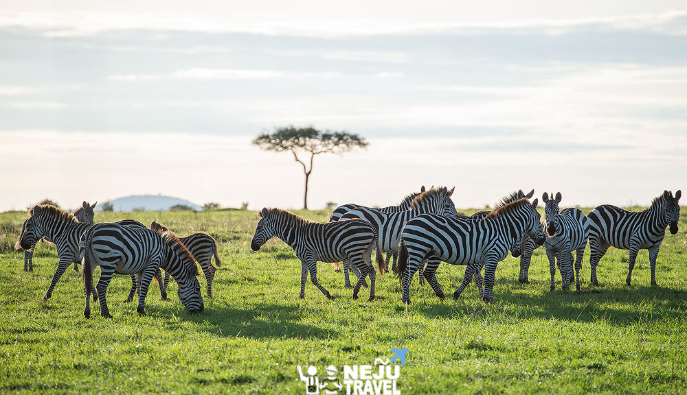 เคนย่า kenya game drive2