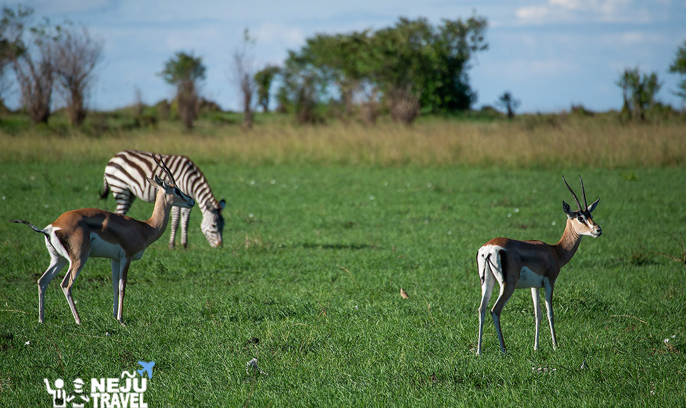 เคนย่า kenya game drive3