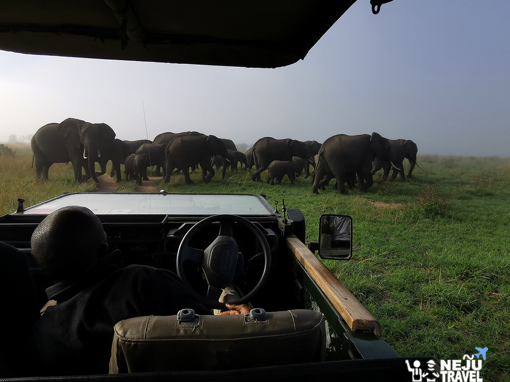 เคนย่า kenya game drive30