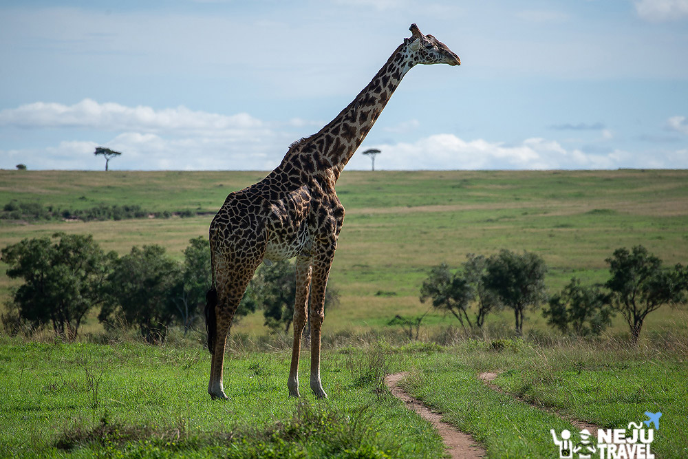 เคนย่า kenya game drive7