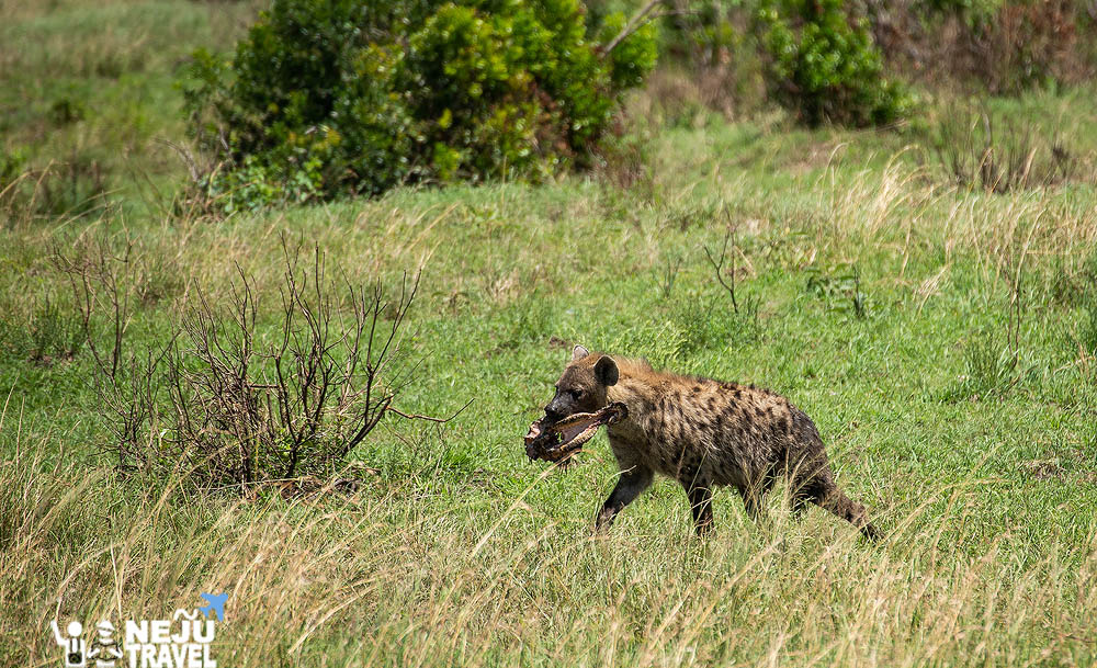 เคนย่า kenya game drive9