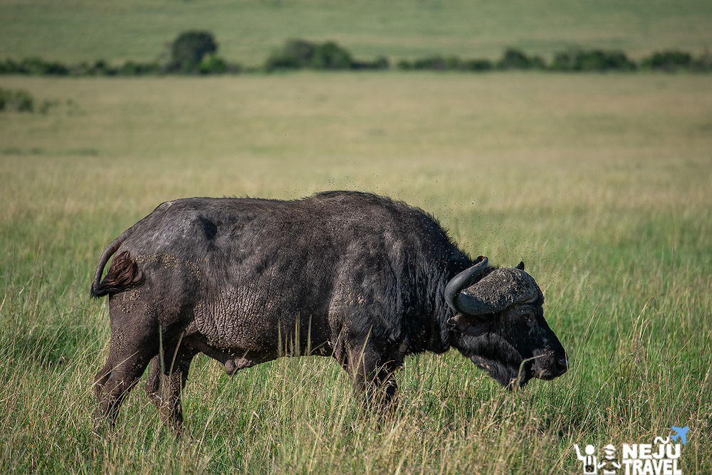 เคนย่า kenya game drive19