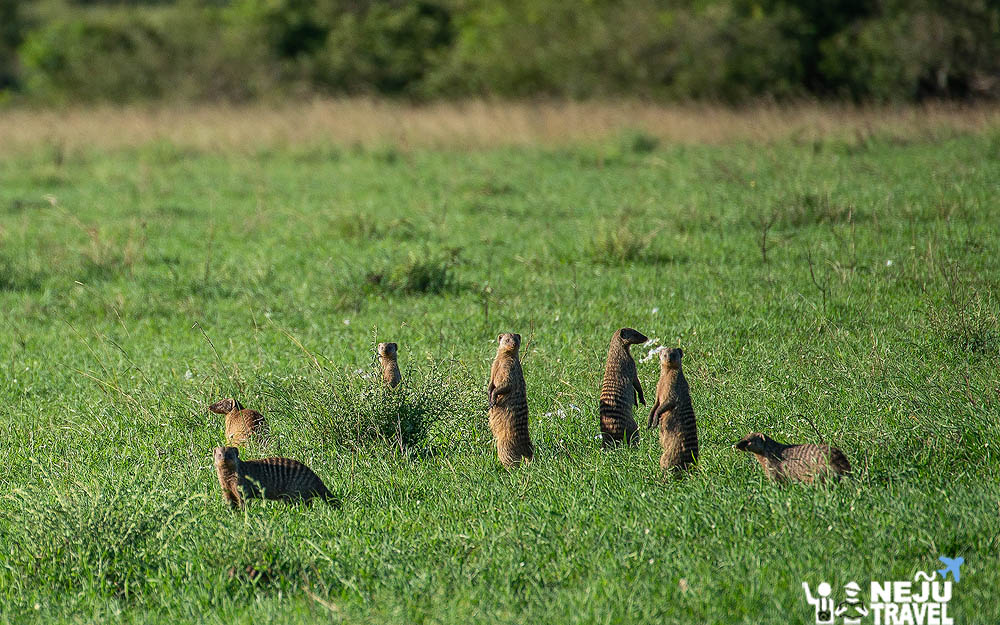 เคนย่า kenya game drive24