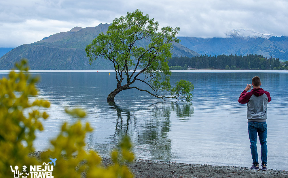 เที่ยวนิวซีแลนด์ รีวิว wanaka ต้นไม้ต้นนั้น