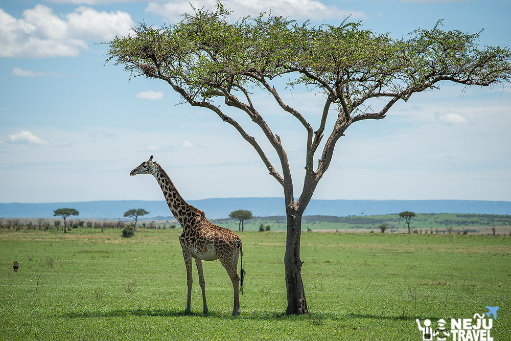 เคนย่า kenya game drive safari1