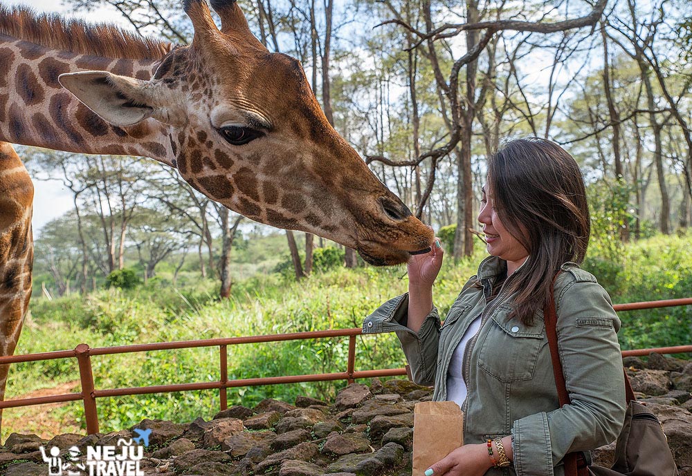 เคนย่า kenya giraffee3