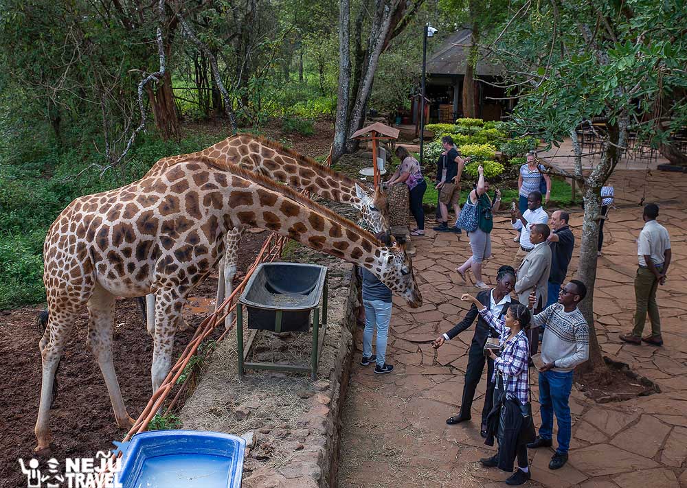 เคนย่า kenya giraffee4