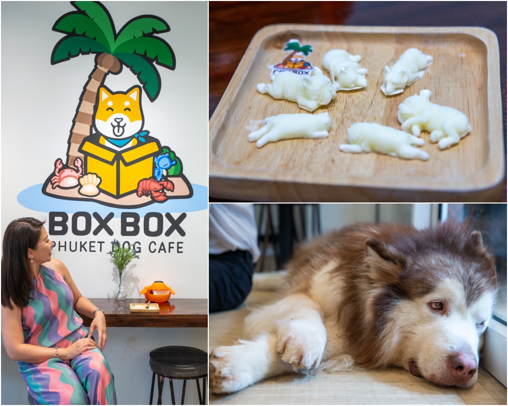 เช็คอิน ภูเก็ต box box dog cafe5