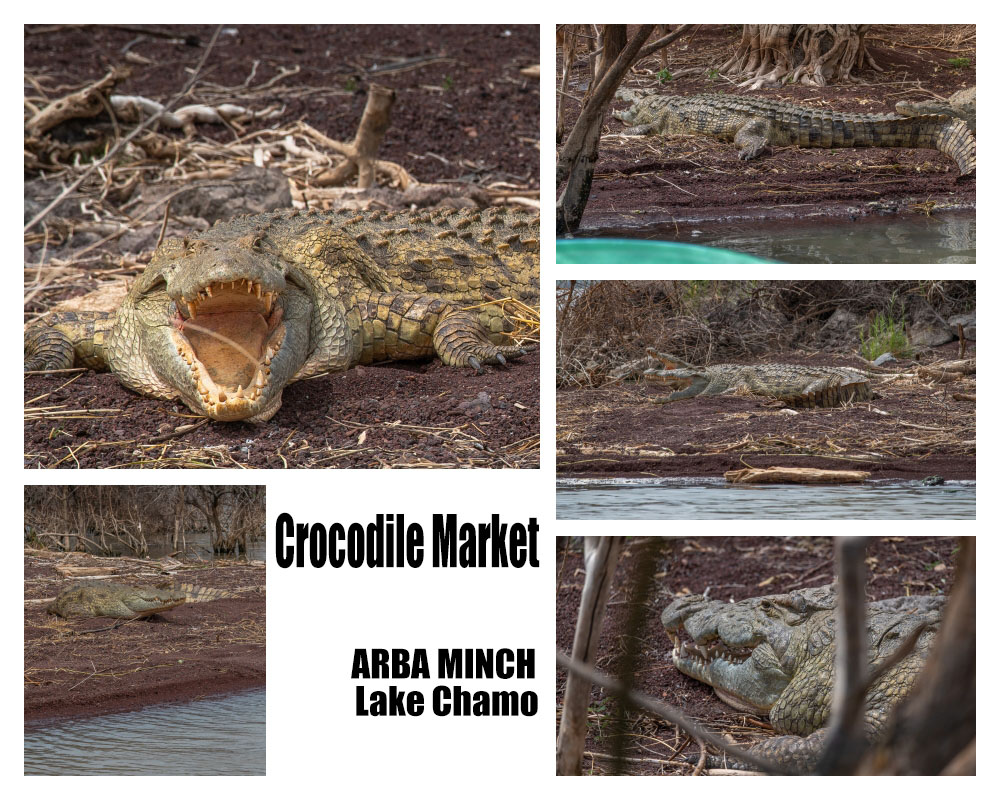 เที่ยวเอธิโอเปีย crocodile market 1